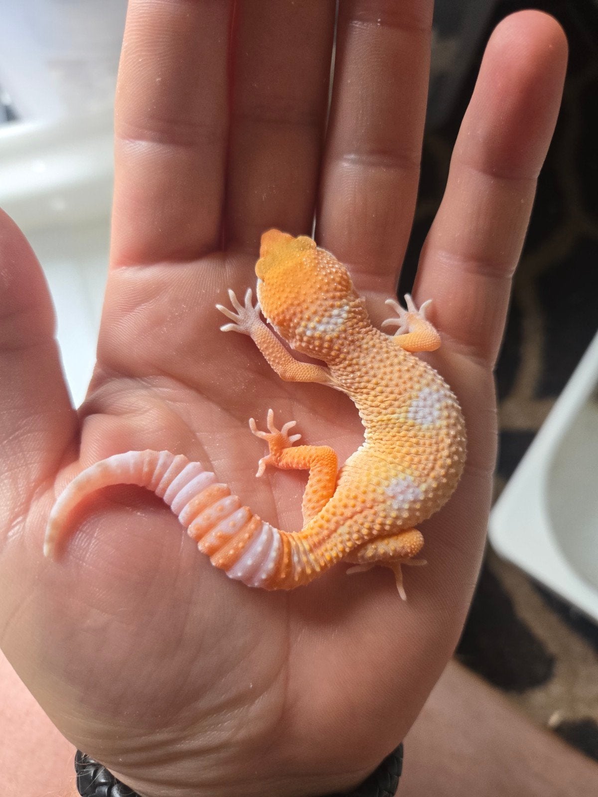 Geckos léopard, Animaux & Accessoires, Reptiles & Amphibiens