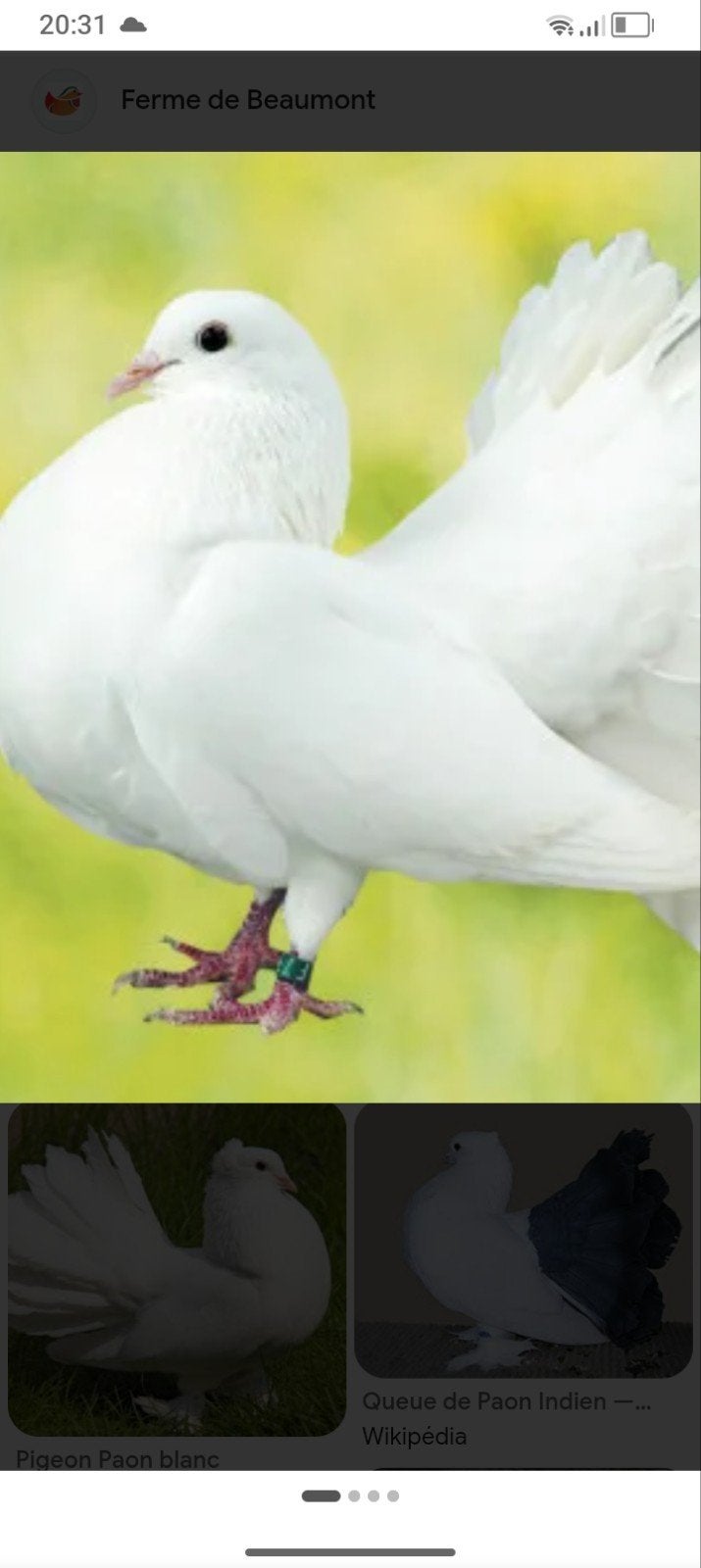 pigeons queu de paon indien blanc, Enlèvement ou Envoi