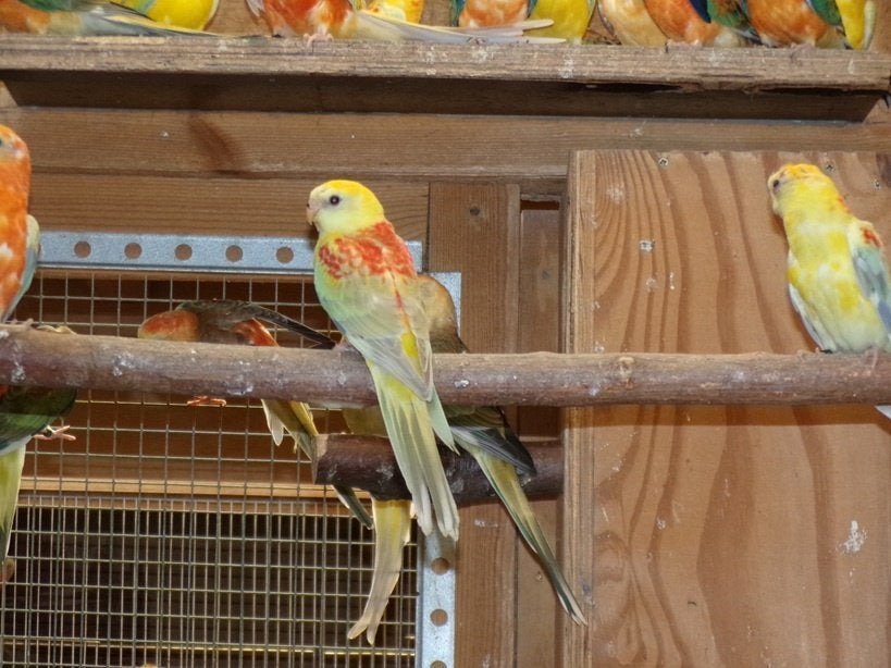 Parkieten Roodruggen, Plusieurs animaux, Perruche, Bagué