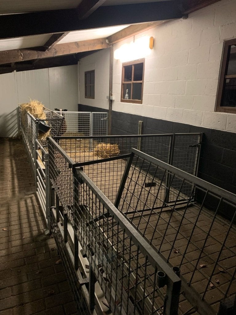 stalinrichting schapen, Dieren en Toebehoren, Schapen, Geiten en Varkens, Geslacht onbekend, Schaap
