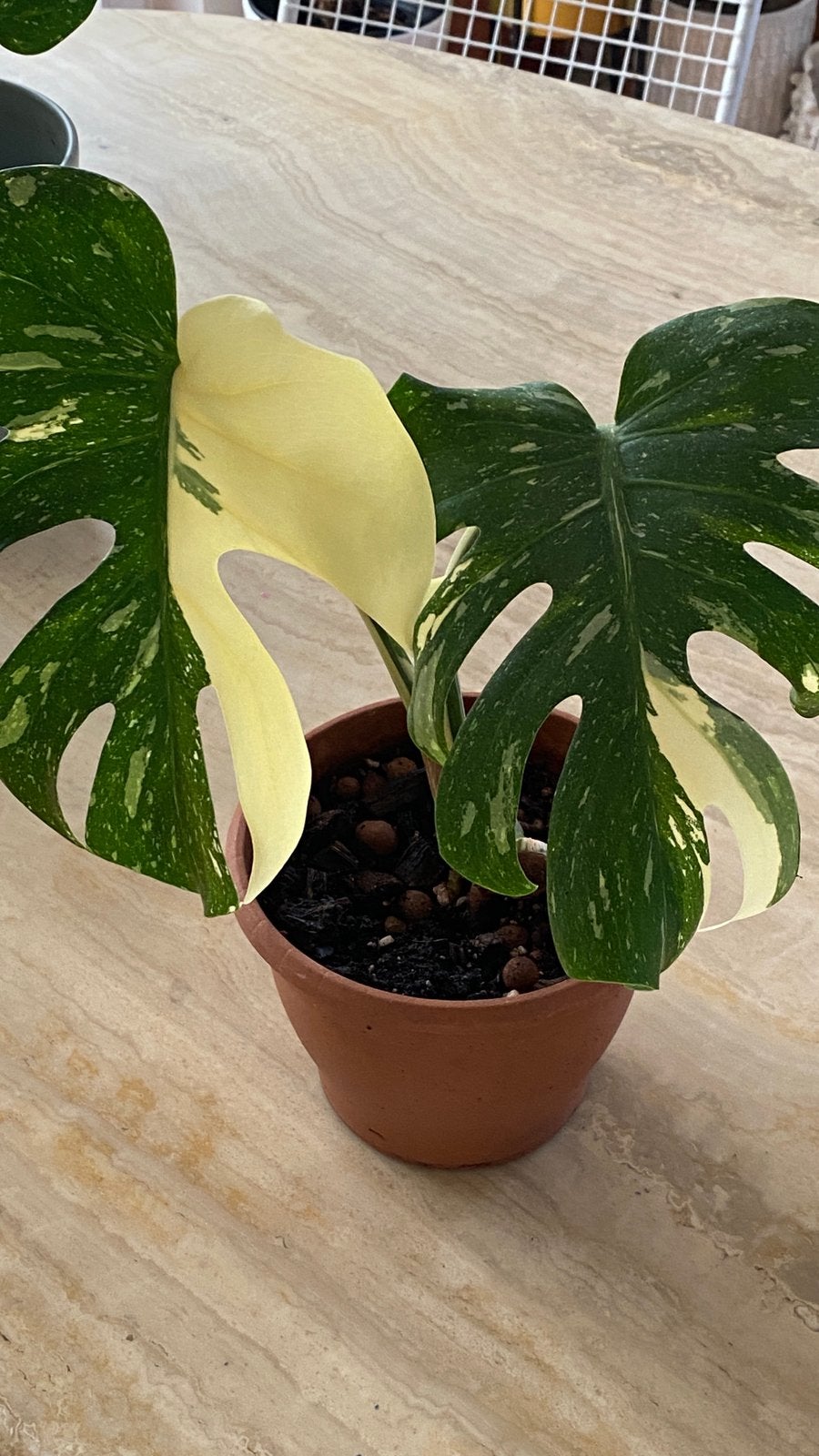 Prachtige Monstera Thai Constellation (High Variegation), Huis en Inrichting, Ophalen