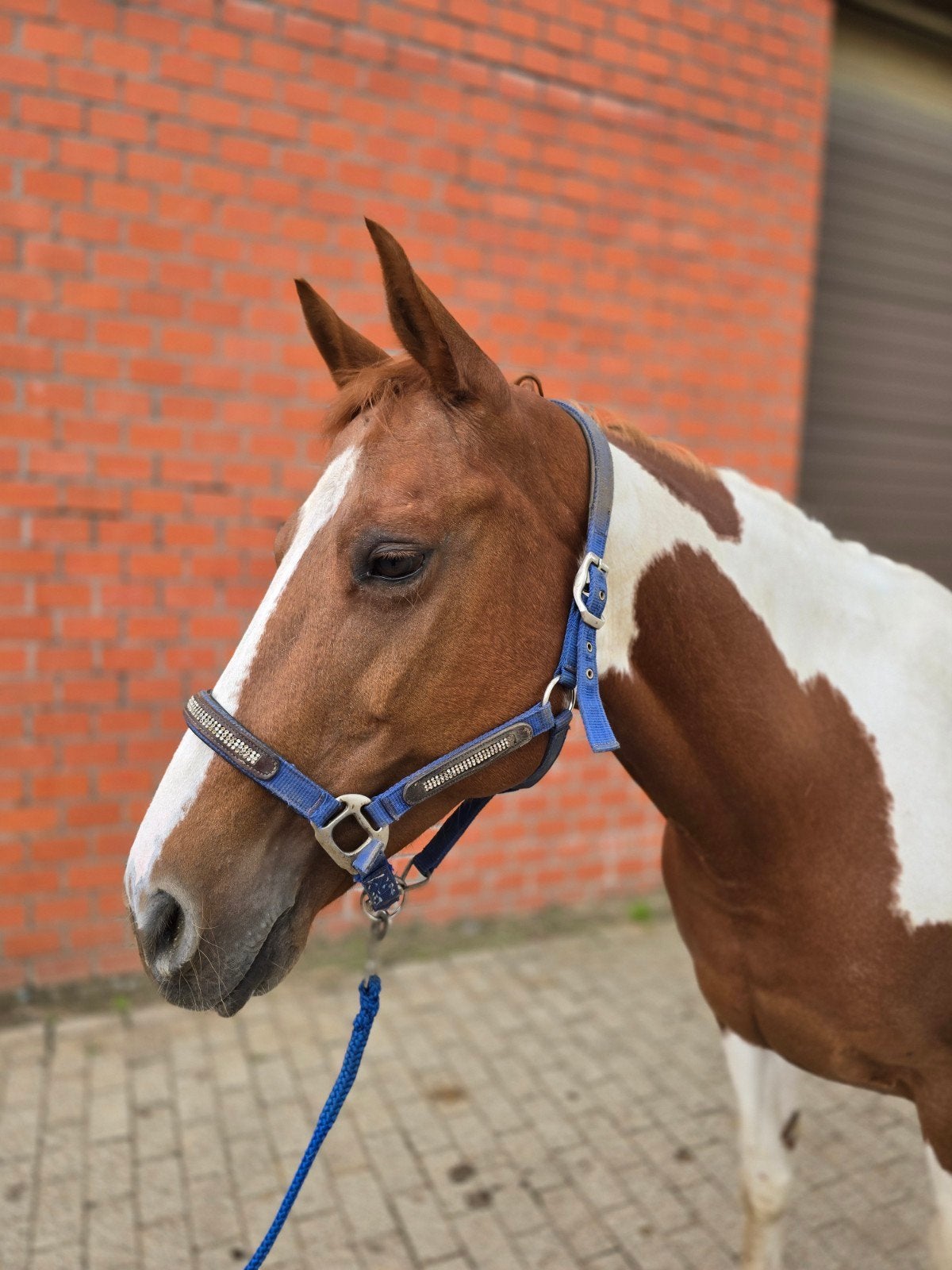 Lieve merrie zoekt haar forever home, Jument