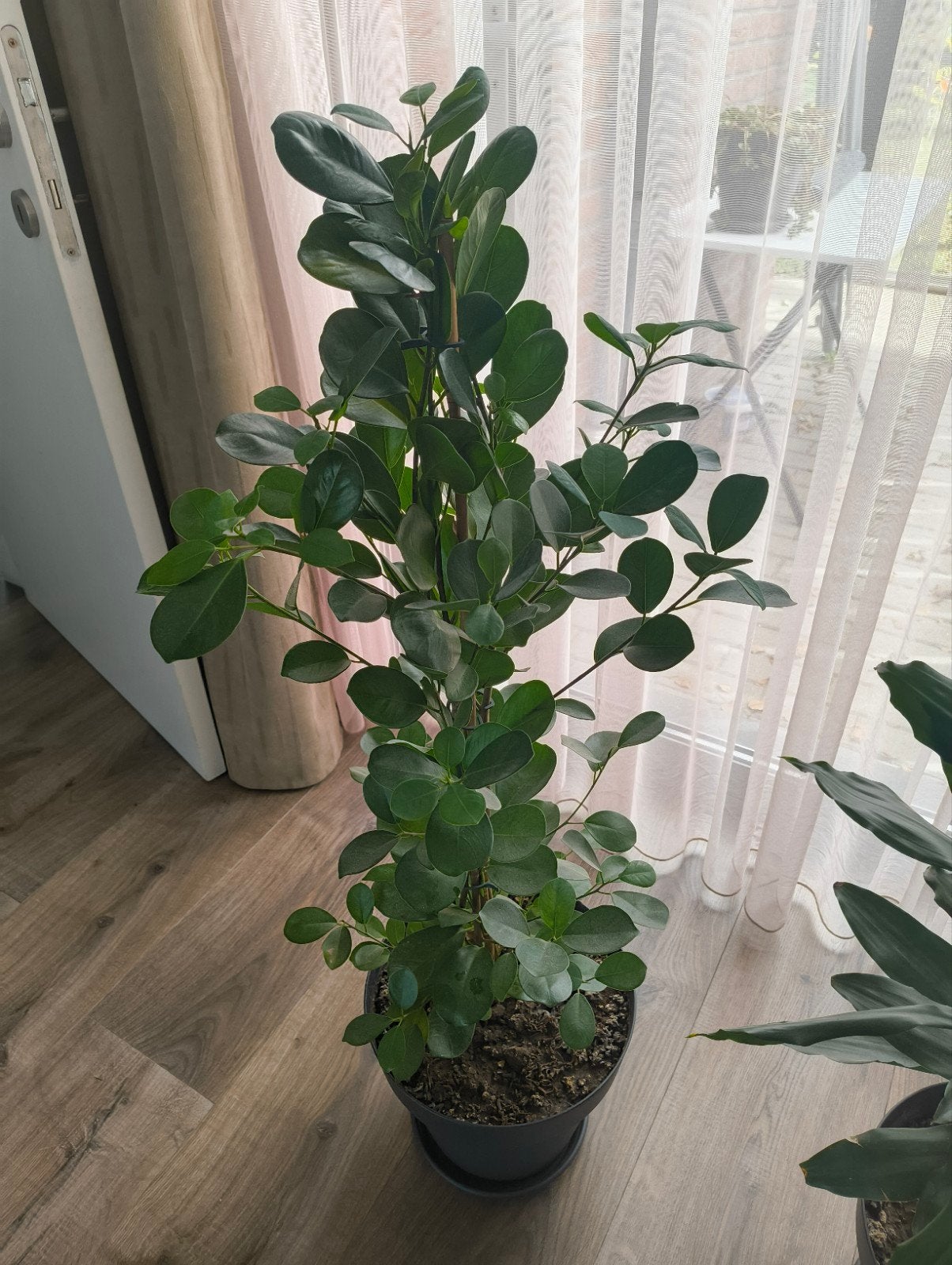 Kamerplant, Ophalen, Ficus, 100 tot 150 cm, Halfschaduw