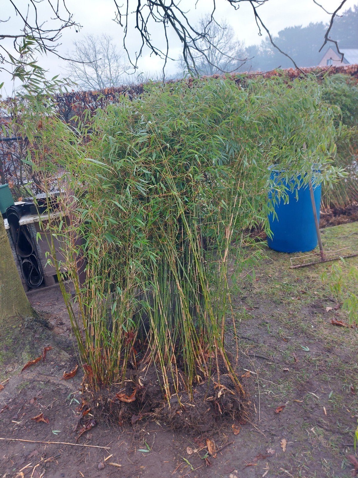 bamboe fargesia rufa, Tuin en Terras, Ophalen, Bamboe