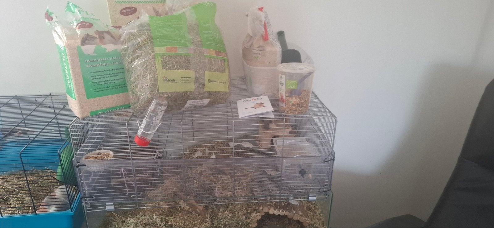 Gerbil, Ophalen