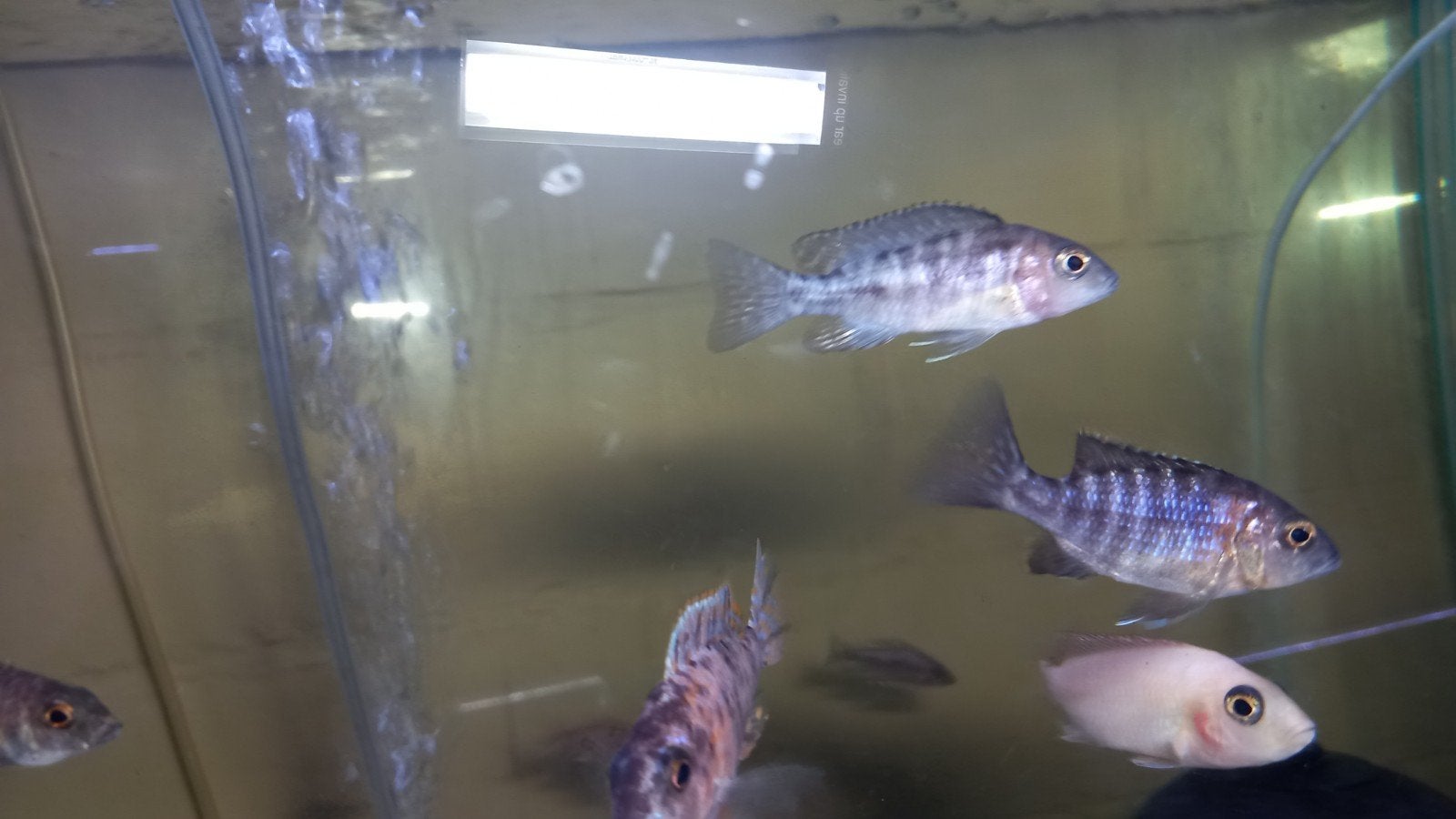 Malawi cichliden, Dieren en Toebehoren, Vissen | Aquariumvissen
