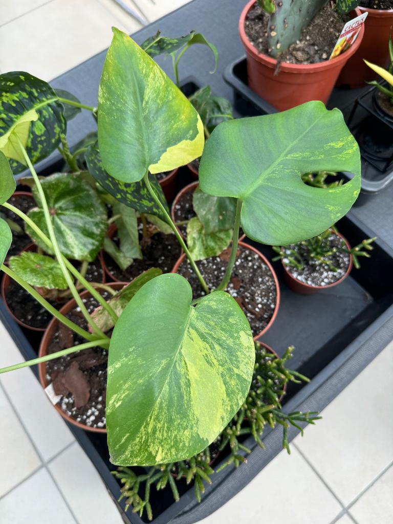 Monstera ‘Yellow Marylin’, Huis en Inrichting, Kamerplanten, Ophalen, 200 cm of meer, Overige soorten, Halfschaduw