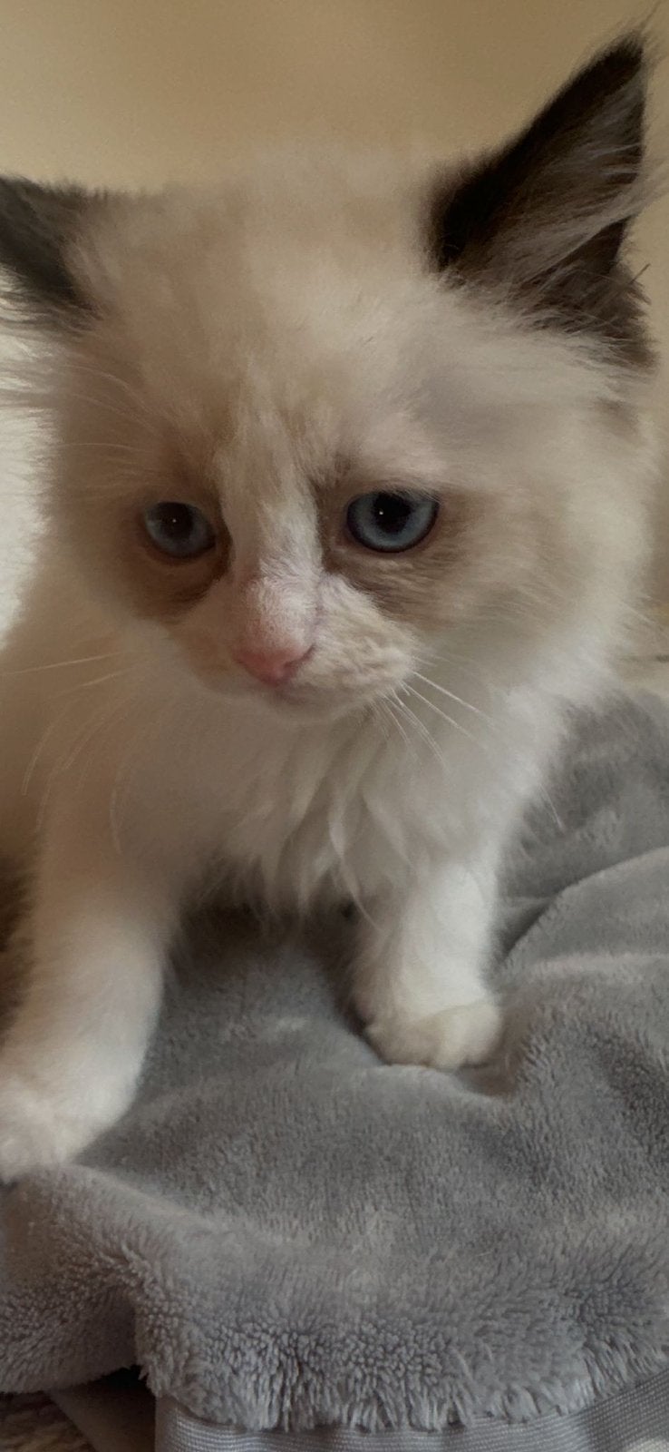 Ragdoll kitten meisje met stamboom, Animaux & Accessoires, Chats & Chatons | Chats de race | Poil long, Chatte ou Chat, Avec pedigree