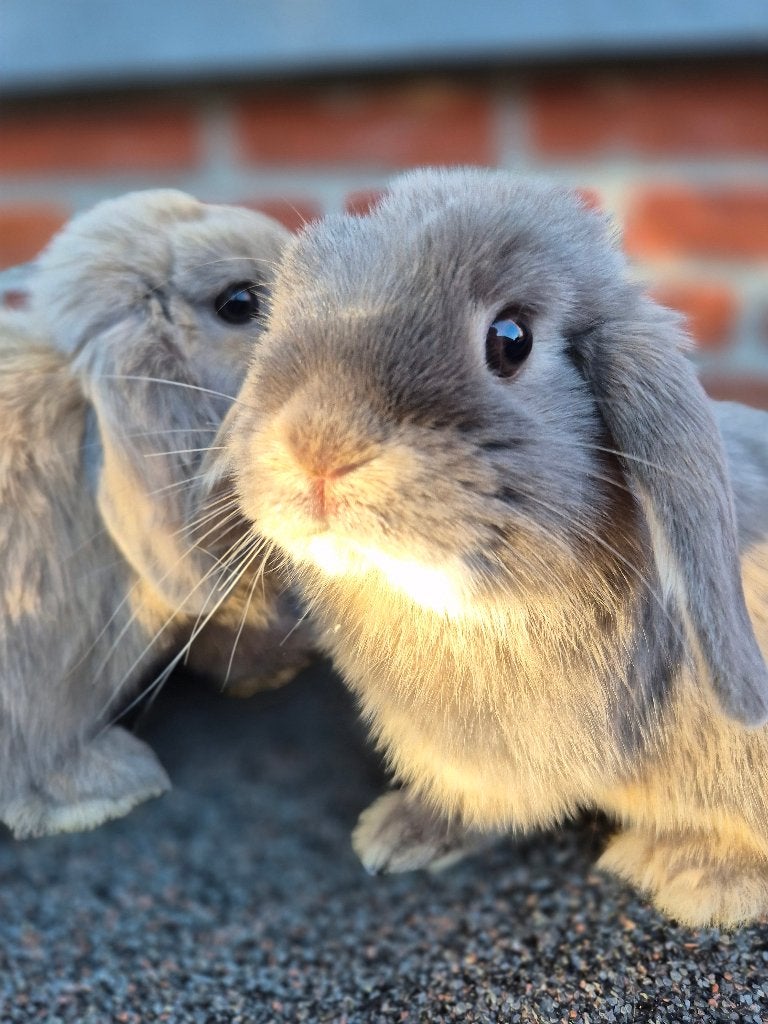 MINILOP x NHD KOPPELTJE, Plusieurs animaux, Nain, Oreilles tombantes, 0 à 2 ans