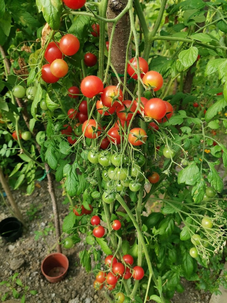 5 graines de petite tomate  cerise multiflora  Rose Quartz, Envoi, Printemps, Graine