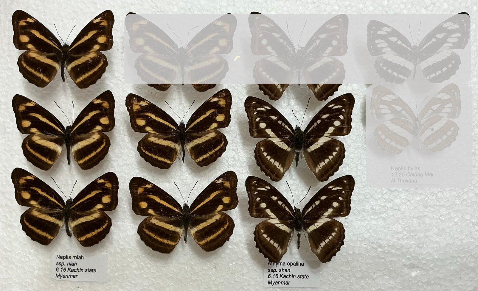 Vlinders Nymphalidae, 5 € / exemplaar, Ophalen of Verzenden, Zo goed als nieuw
