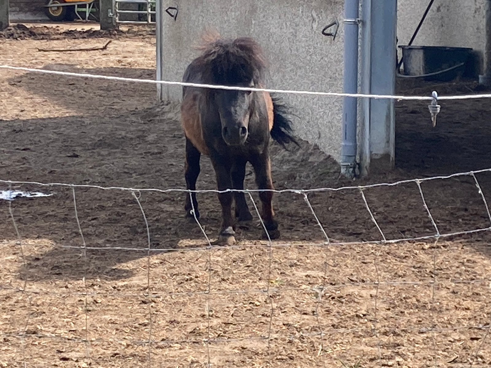 Mannelijke pony, Dieren en Toebehoren, Niet van toepassing, Hengst, 3 tot 6 jaar, C pony (1.27m tot 1.37m)