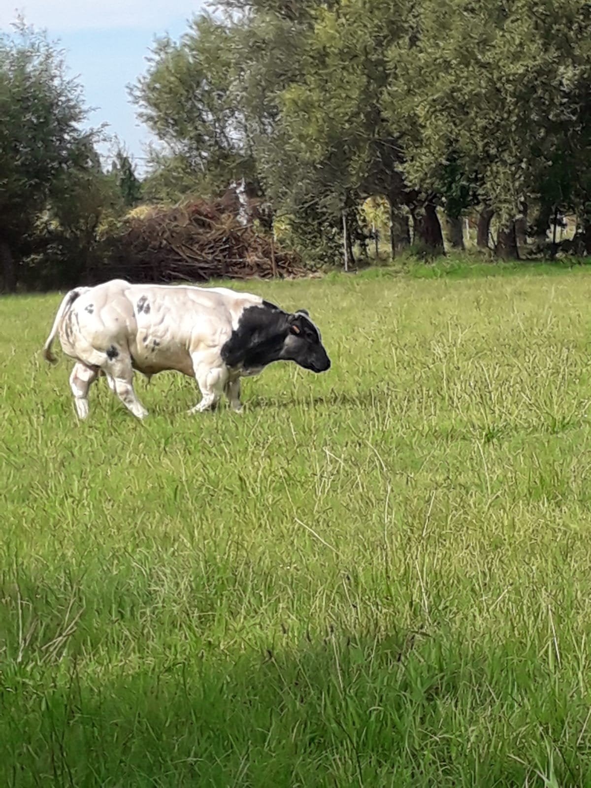 Dekstier, Animaux & Accessoires, Bovins