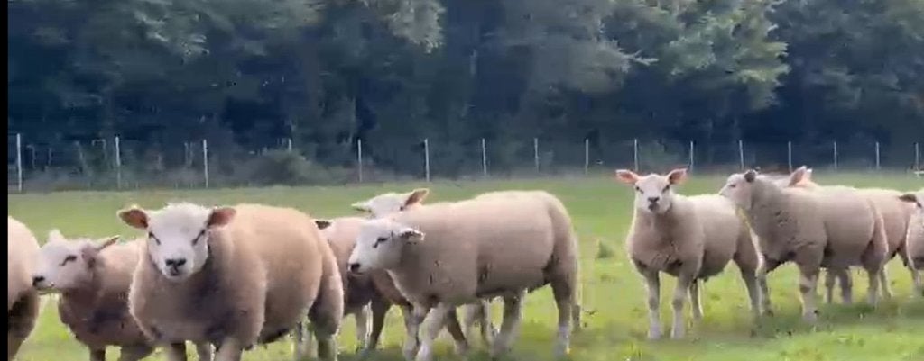 Texel Français, Animaux & Accessoires, Mâle, Mouton, 0 à 2 ans
