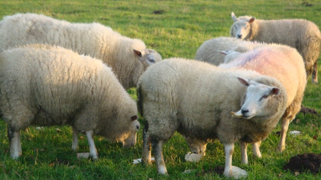 schapen, Femelle