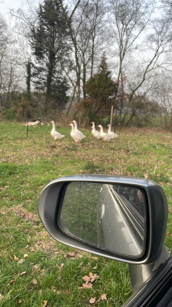 gans van 8 maanden oud, Dieren en Toebehoren, Januari, Meerdere dieren