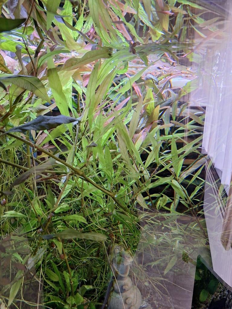 250 liter Hoekaquarium te koop., Dieren en Toebehoren, Ophalen