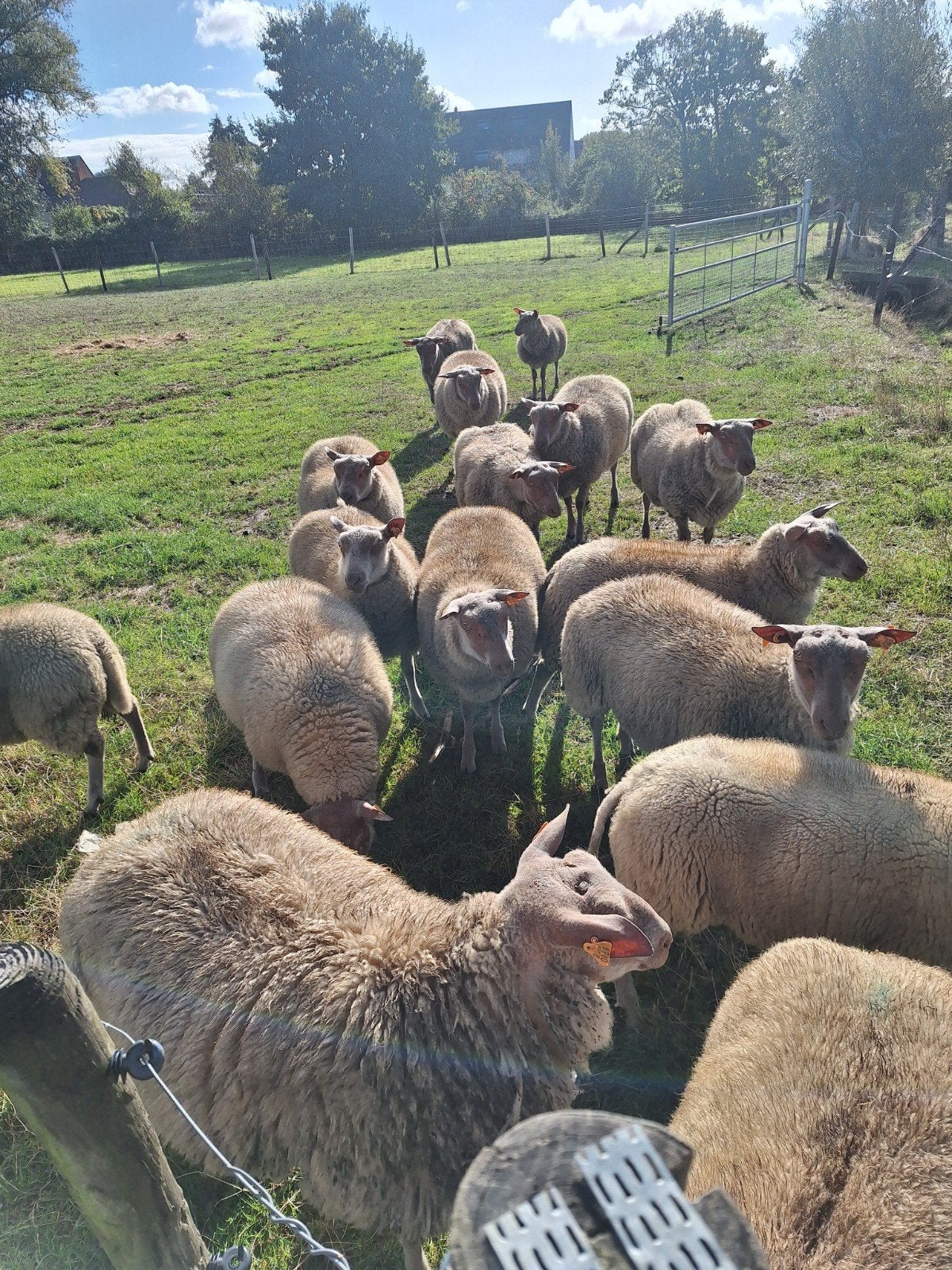 rouge de l'ouest stamboek rammen