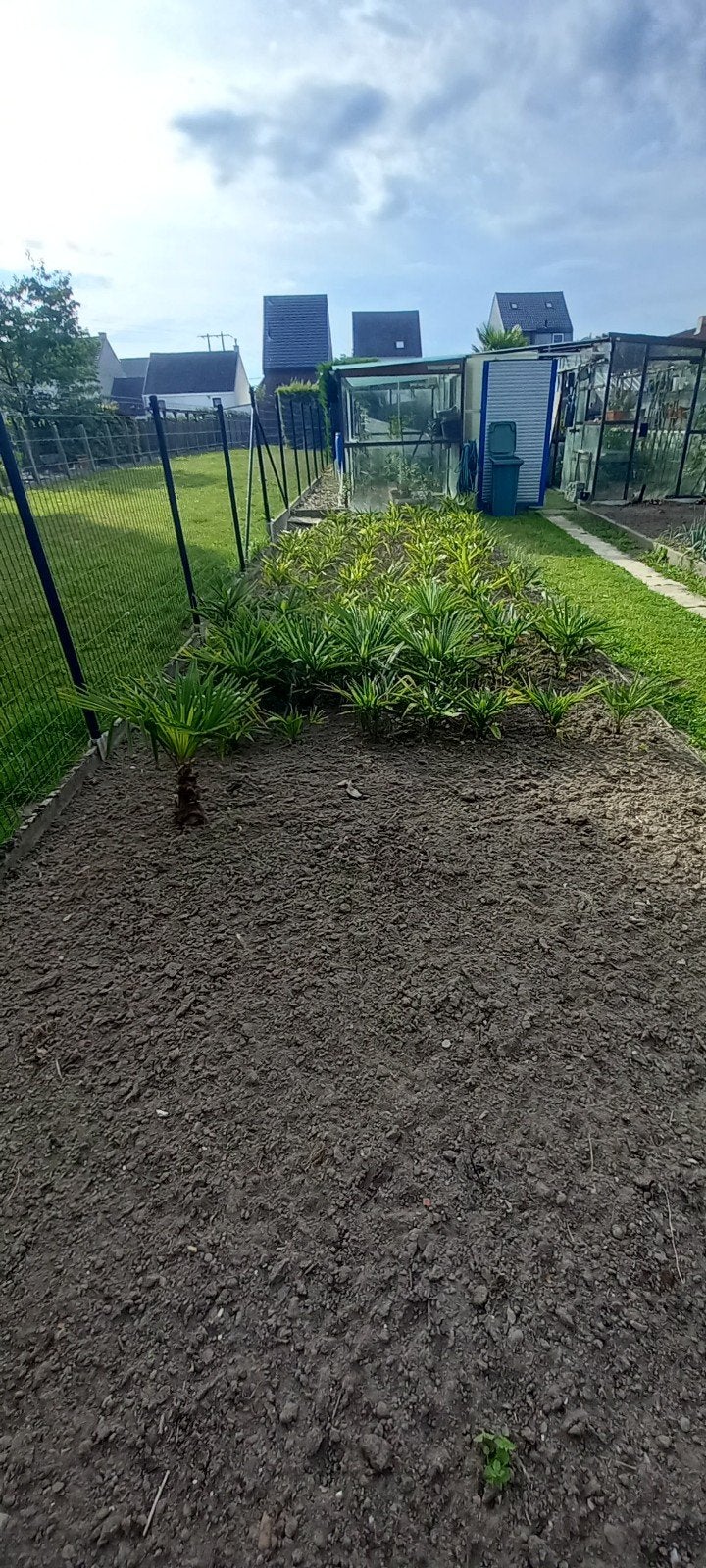 palmbomen., Tuin en Terras, Ophalen