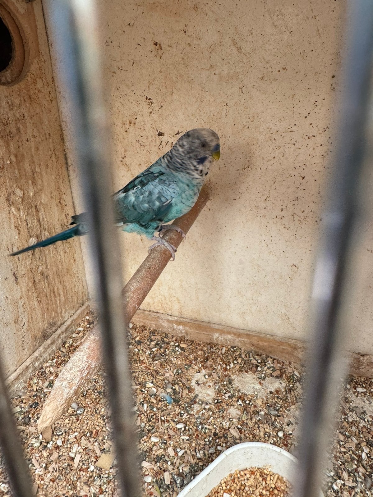 Blackwing man, Dieren en Toebehoren, Vogels | Parkieten en Papegaaien
