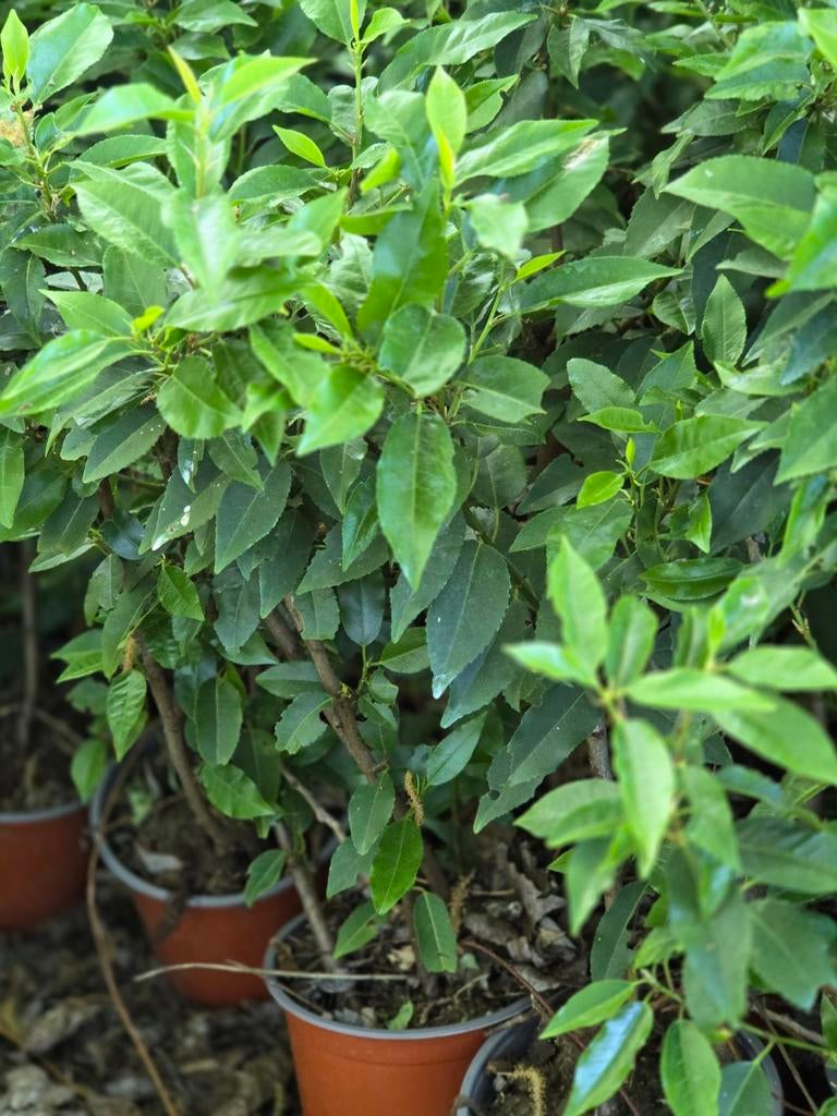 Plantez maintenant le laurier portugais Prunus Lusitanica An, Enlèvement ou Envoi, Laurier, Haie