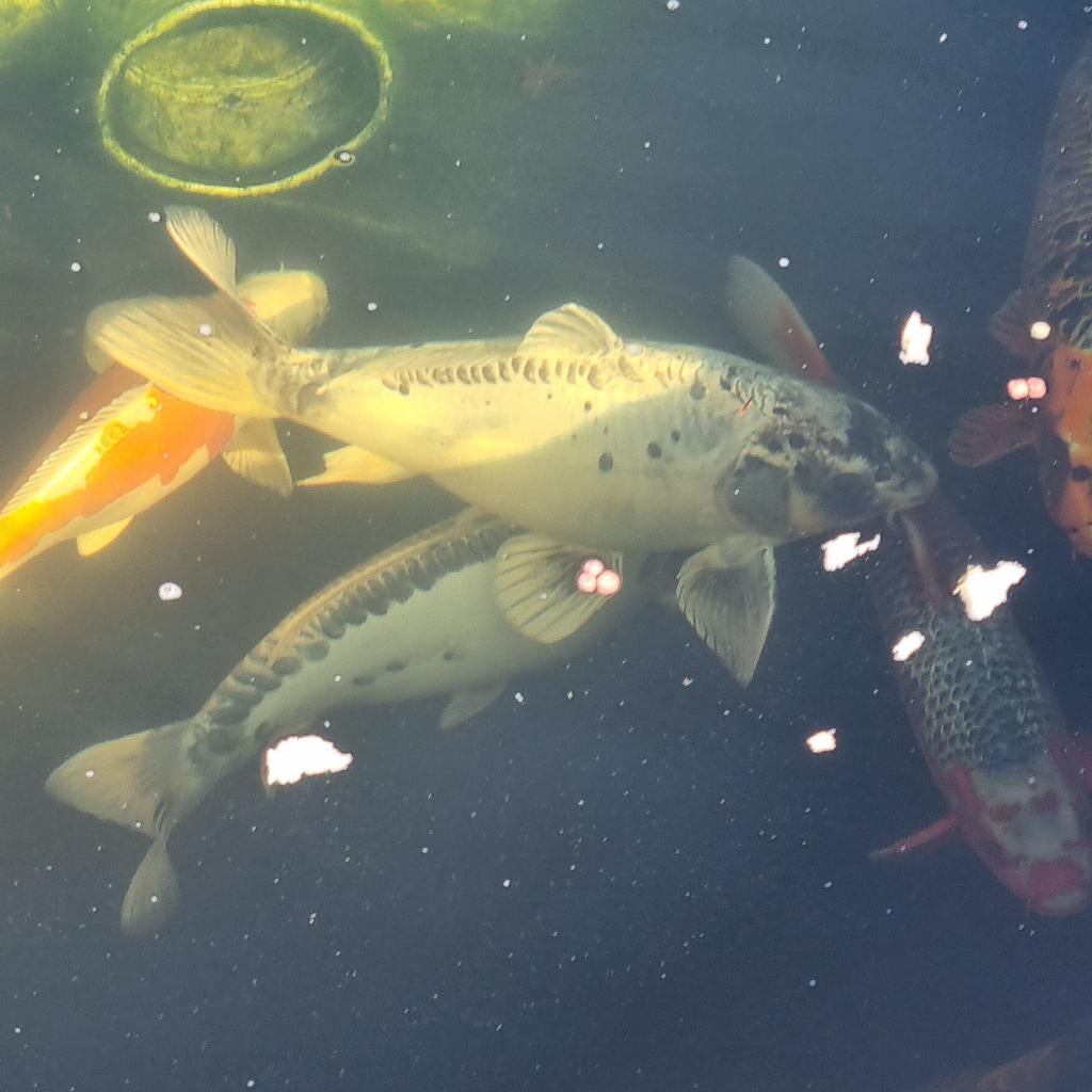 koi vissen 9 stuks, Animaux & Accessoires, Poissons | Poissons d'étang, Carpe ou Koï