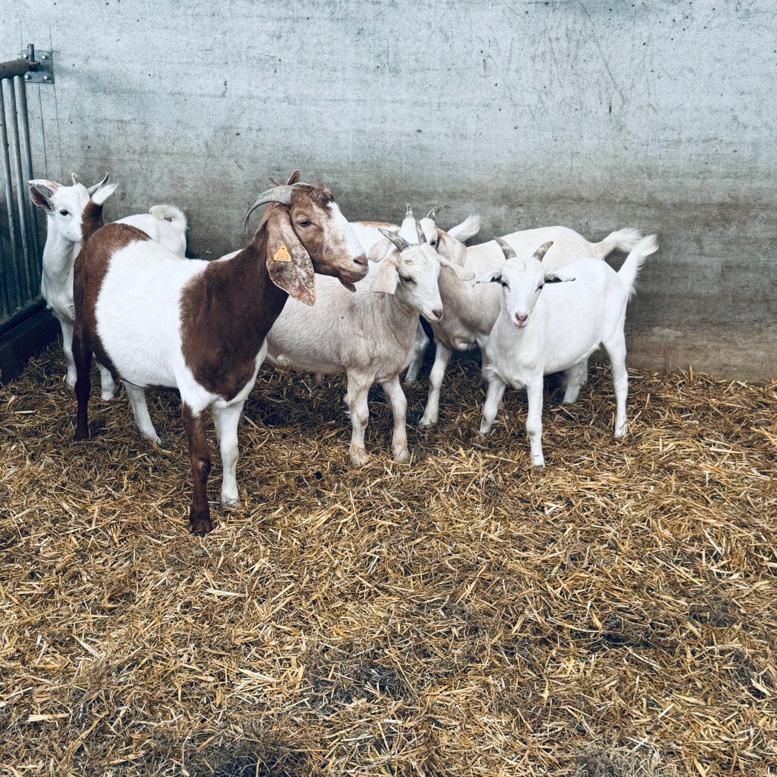 Boergeiten, Dieren en Toebehoren, Schapen, Geiten en Varkens