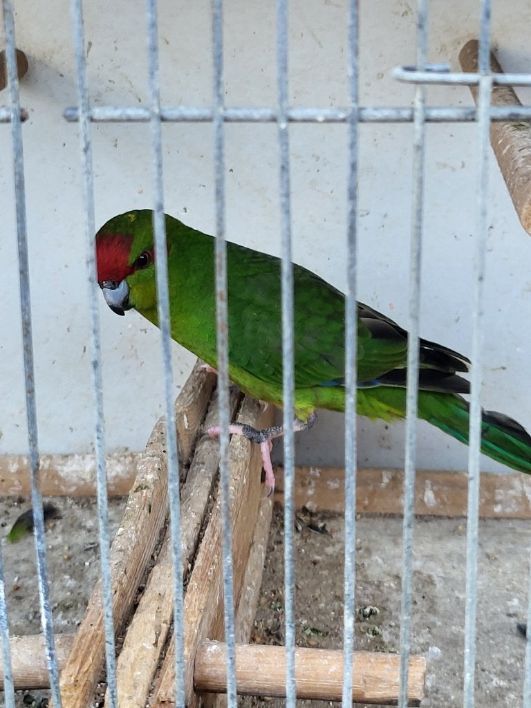 Kakariki (groen), Mâle, Perruche