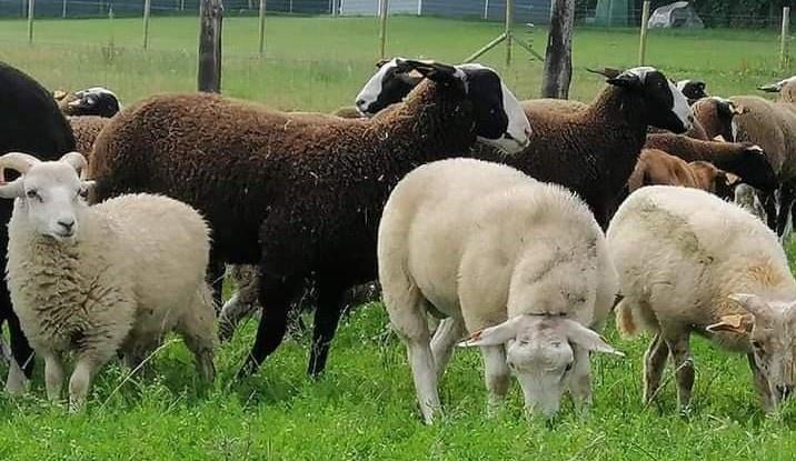 Grand choix de moutons mâles pour la fête, Mâle, Mouton