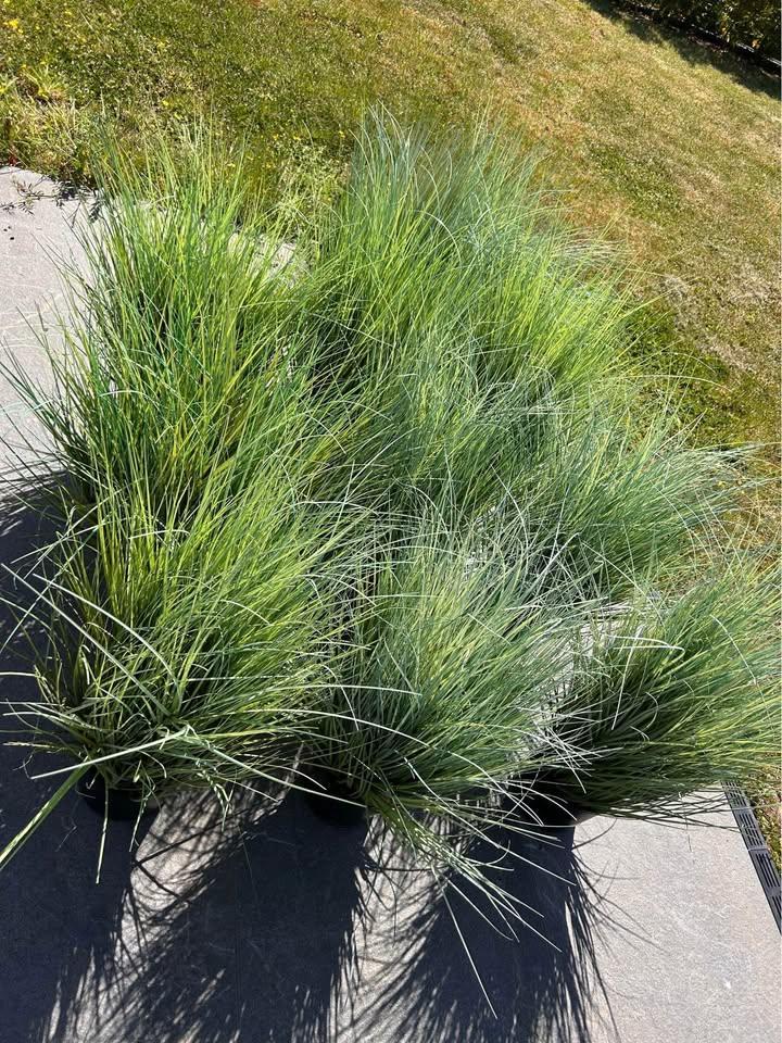 Kunstplanten / siergrassen, Tuin en Terras, Planten | Tuinplanten, Ophalen of Verzenden, Vaste plant, Siergrassen