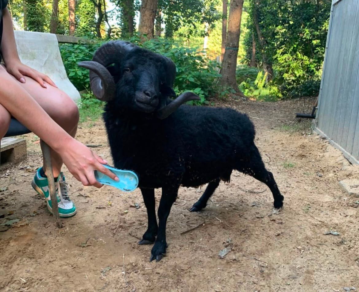 Ouessantschaap Ram, Dieren en Toebehoren