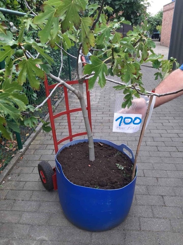 vijgenboom, Tuin en Terras, Ophalen, In pot, Vijgenboom, 100 tot 250 cm