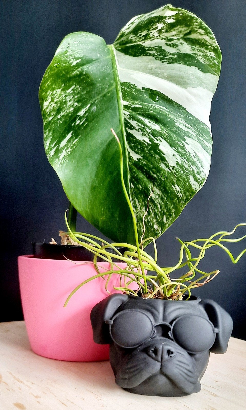 Monstera variegata, Maison & Meubles, Plantes d'intérieur, Enlèvement ou Envoi
