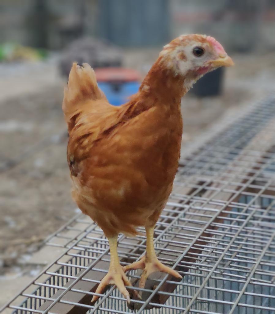 3 legkippen van 12 weken, Dieren en Toebehoren, Vrouwelijk, Kip