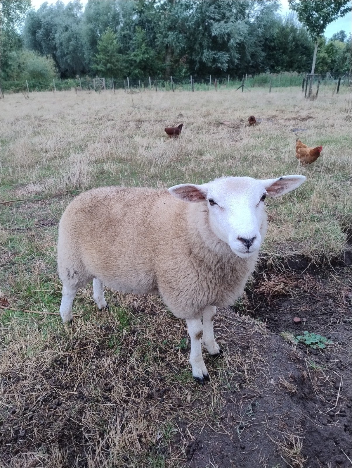 swifter/Texel ramlam, Mâle, Mouton, 0 à 2 ans