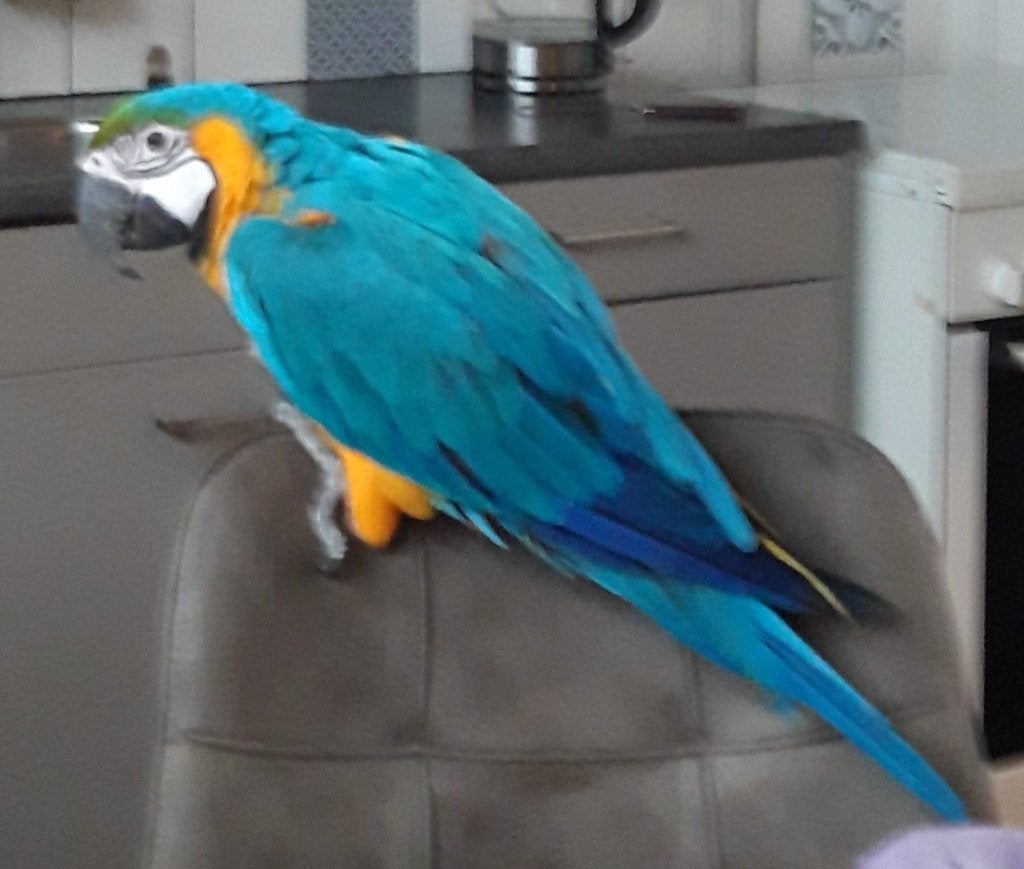 Lieve tamme ara, Animaux & Accessoires, Oiseaux | Perruches & Perroquets, Femelle, Perroquet, Parleur
