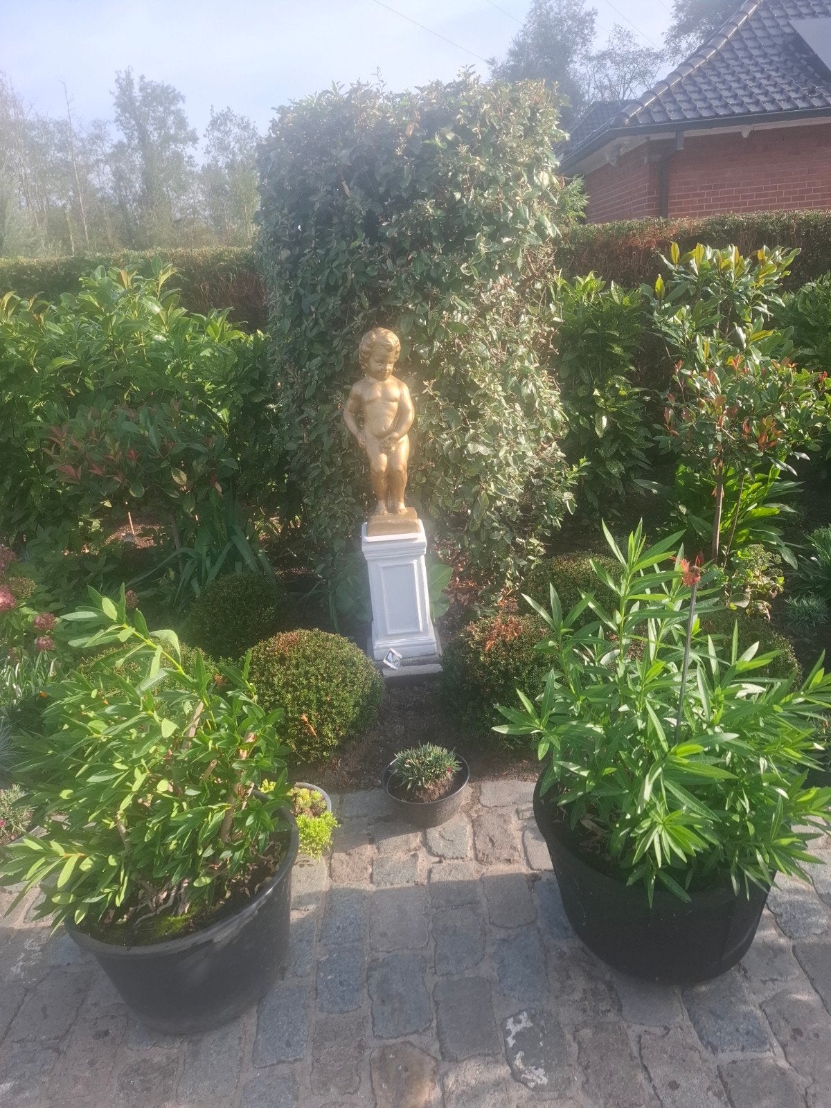oleander groot xxl -50% korting, Enlèvement