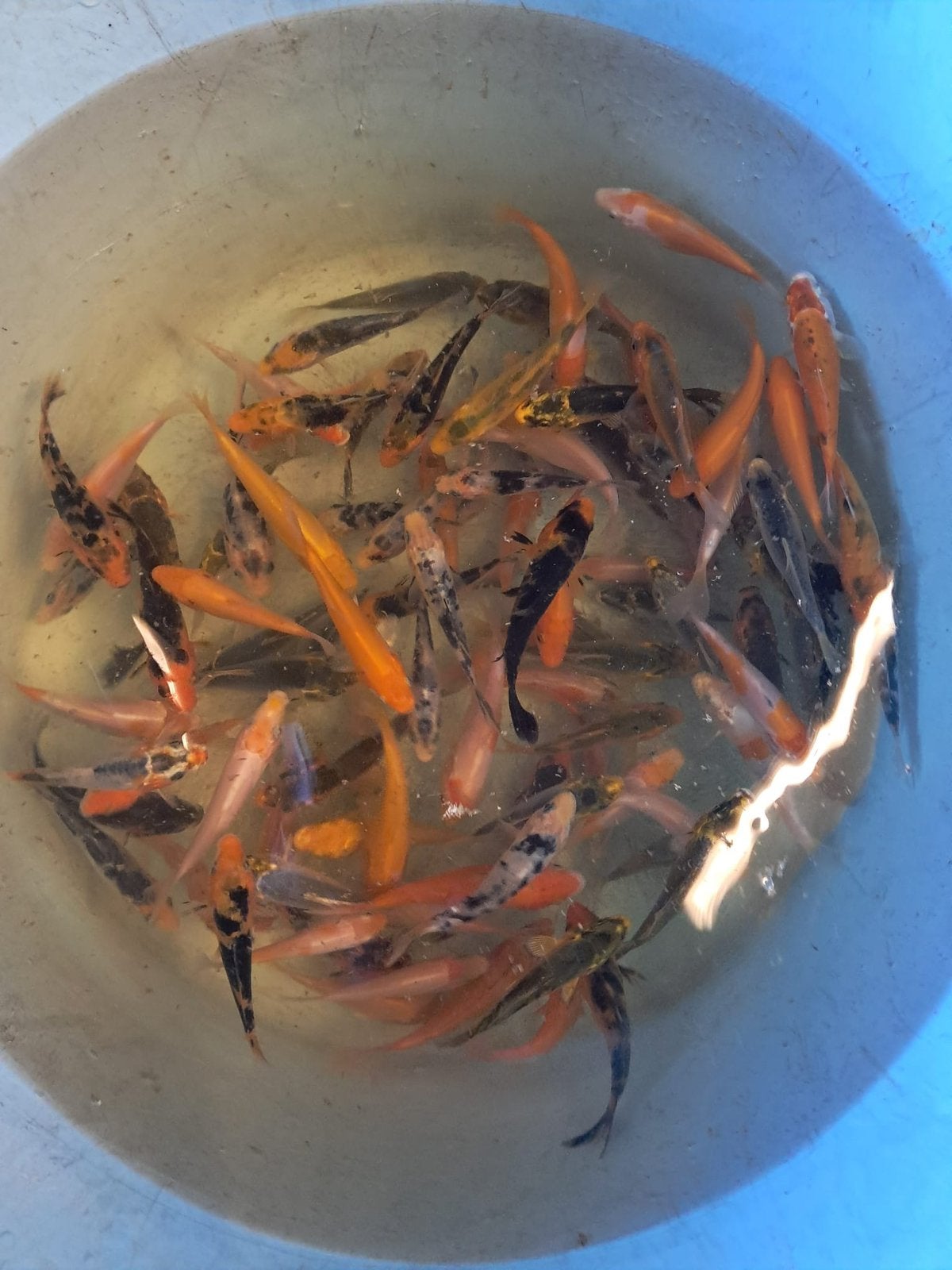 Koi vissen 7/10cm, Dieren en Toebehoren, Vissen | Vijvervissen