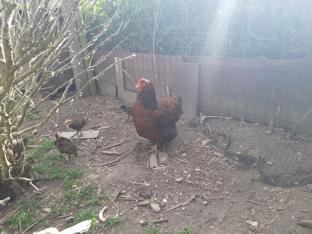 poulets Wyandotte, Poule ou poulet