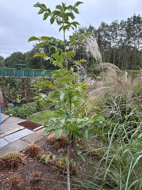 Walnotenboom., Tuin en Terras, Ophalen, Volle zon, Herfst, Walnotenboom
