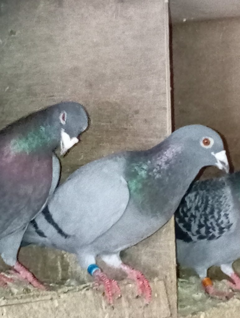 Meerdere koppels postduiven, Meerdere dieren, Postduif
