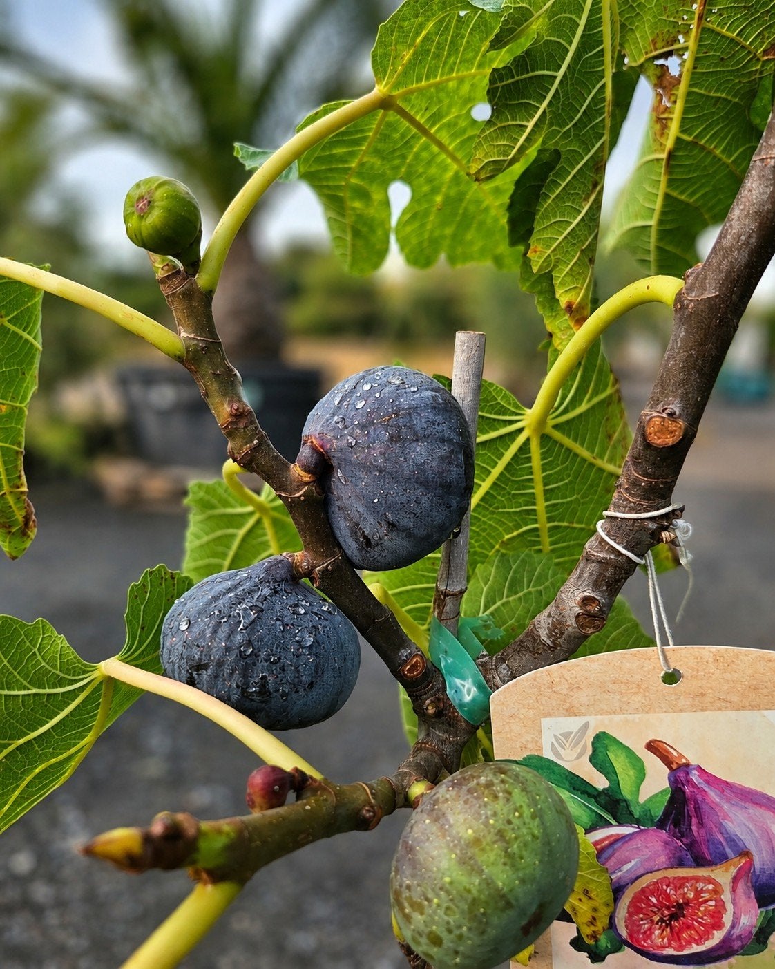 Vijgenboom Ficus Carica Brown Turkey, Tuin en Terras, Planten | Fruitbomen, Ophalen, Vijgenboom