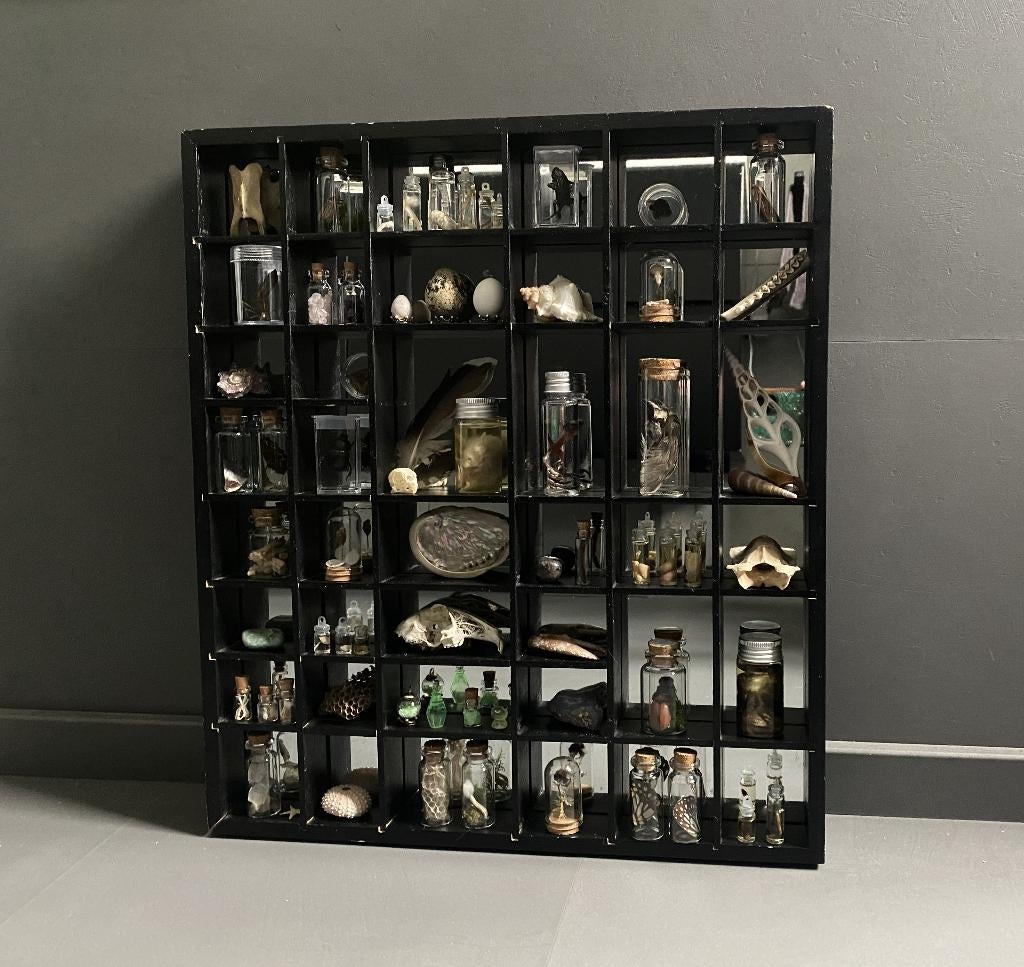 Grote Rariteiten Letterkast met spiegelwand, Verzamelen, Dierenverzamelingen, Schedel, Hert, Ophalen