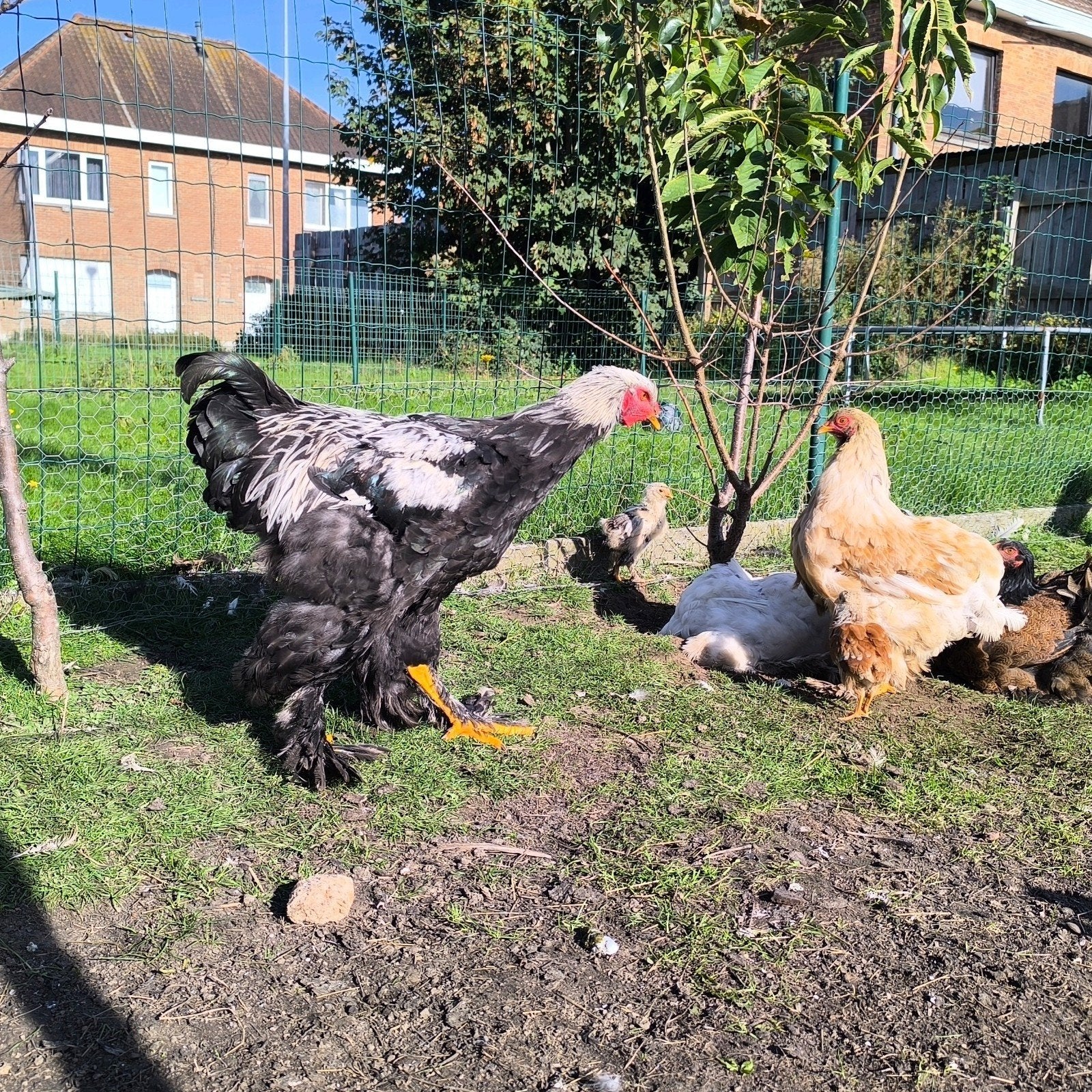 2 brahma hanen te koop, Dieren en Toebehoren, Mannelijk, Kip