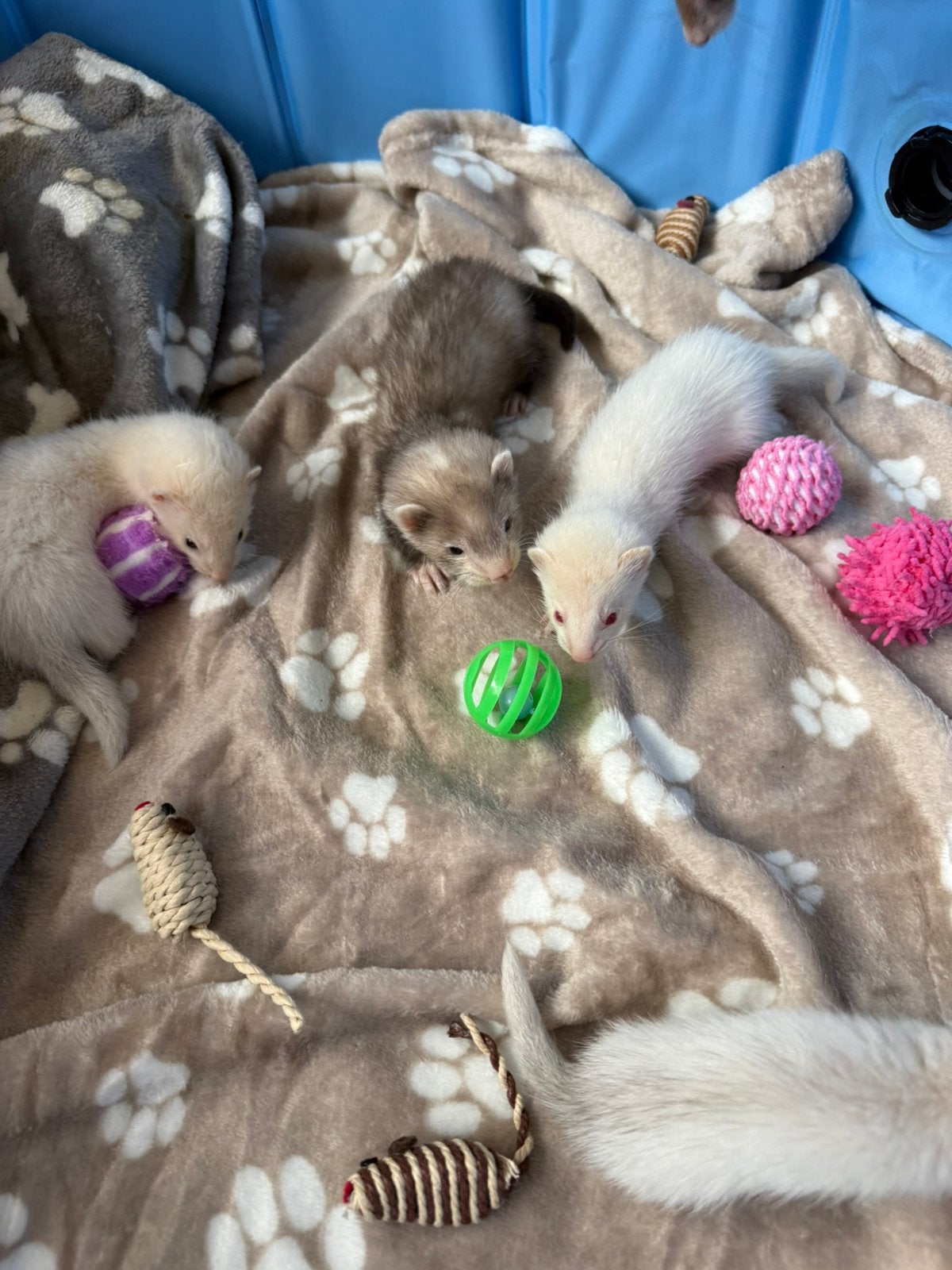 Fretten pups, Furet, Domestique, Plusieurs animaux, Juillet