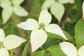 Cornus Kousa Chinensis en soorten, Tuin en Terras, Ophalen