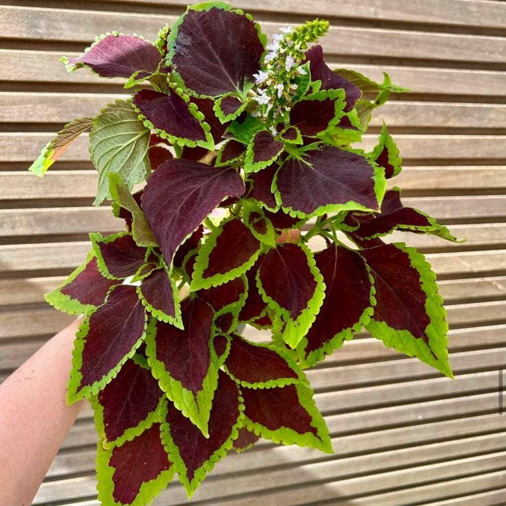 Coleus / siernetel Chocolat Mint, Enlèvement ou Envoi