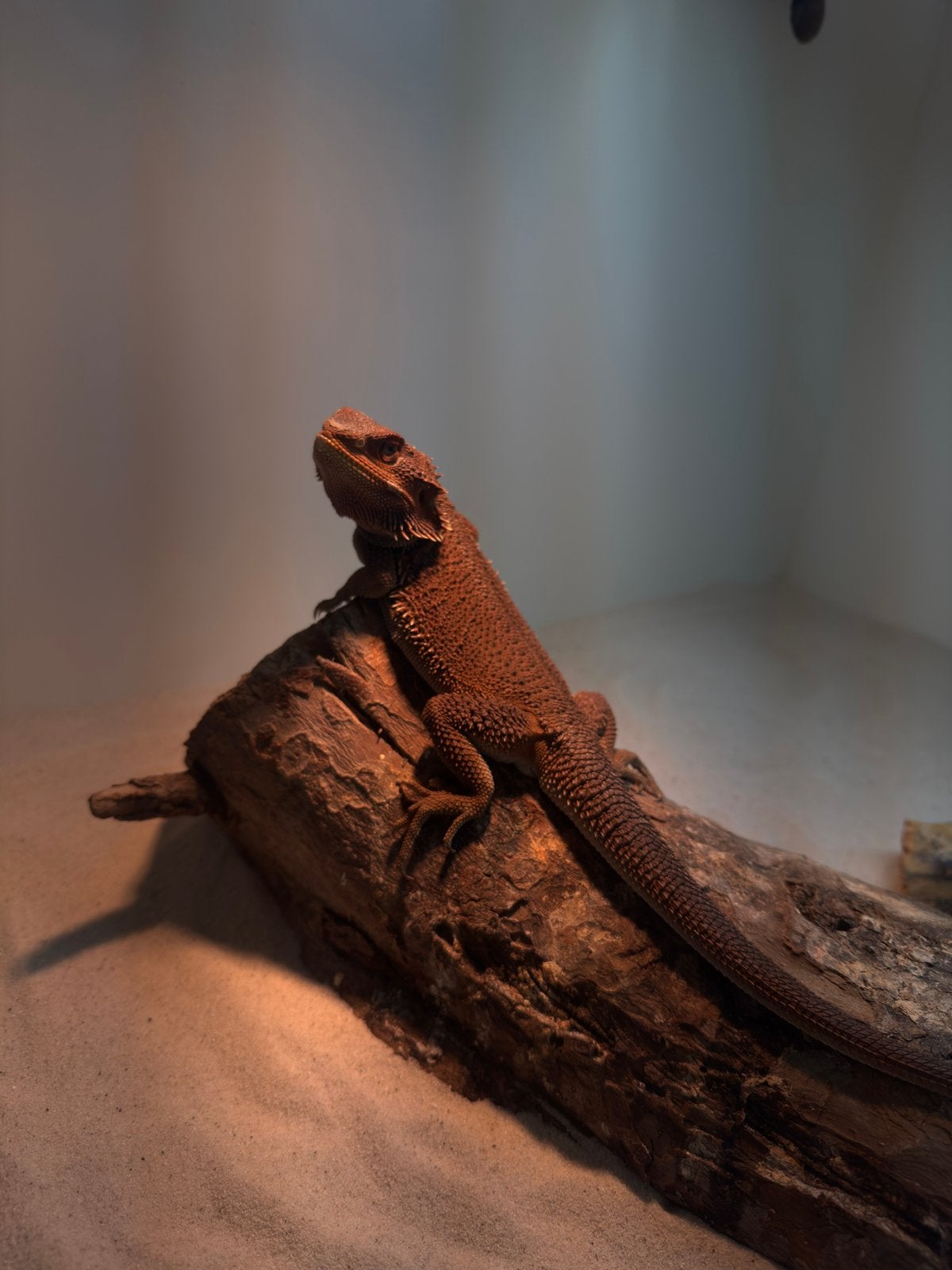 Baardagaam Monster witblits, Dieren en Toebehoren
