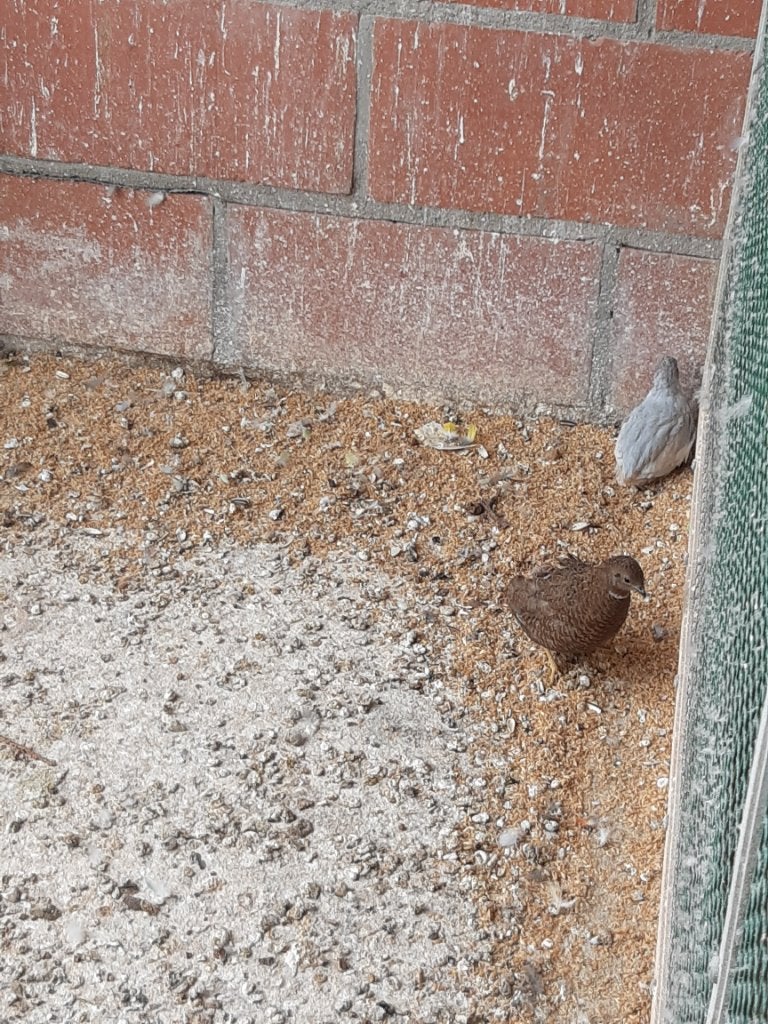 Chinese dwergkwartels, Dieren en Toebehoren, Meerdere dieren, Overige soorten