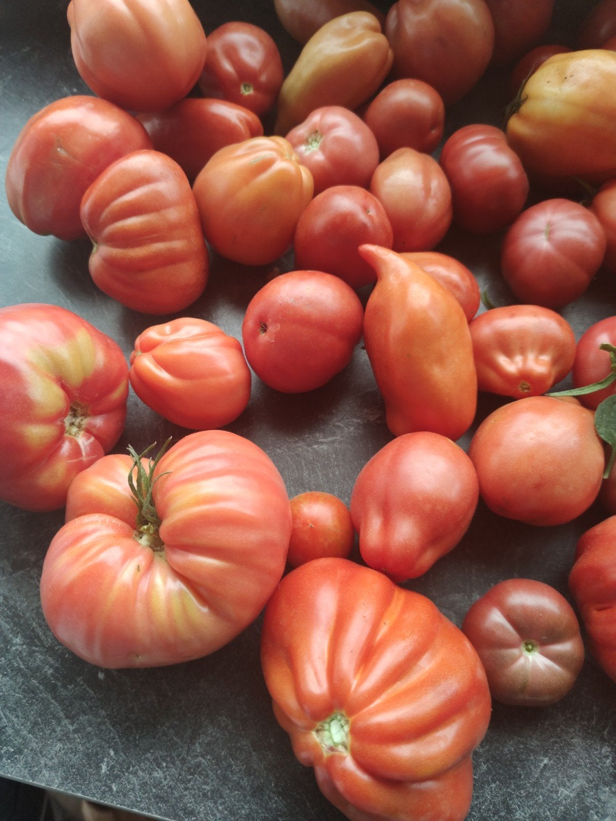 Tomates biologiques (différentes variétés), Enlèvement